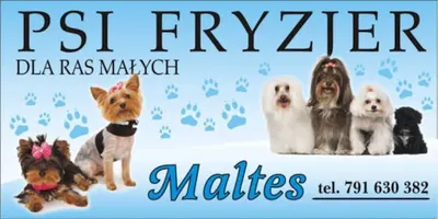 Psi fryzjer ,Maltes'
